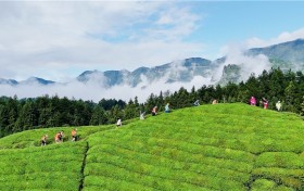 葛仙米炖鸡、合渣…鹤峰地道美味征服跑者味蕾